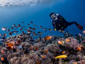 scuba-diving-at-coral